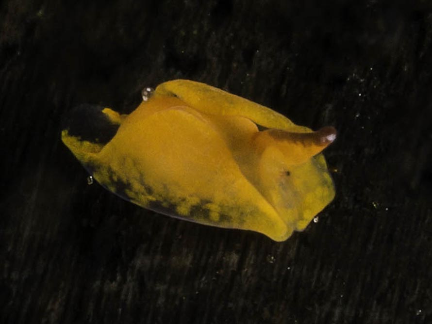 Gastropteron sp. F